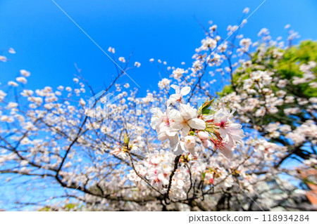 Beautiful Somei-Yoshino cherry blossoms (cherry blossoms) in full bloom at a city park, Kanagawa Prefecture, Japan - Photo taken in 2024. Beautiful Somei-Yoshino cherry blossoms (cherry blossoms) in full bloom at a city park, Kanagawa Prefecture, Japan - Photo taken in 2024. 118934284