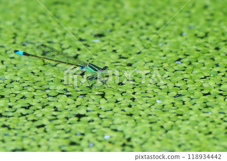Blue Damselfly (male) Blue Damselfly (male) 118934442