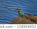 Kingfisher resting on a branch 118934452