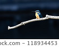 Kingfisher resting on a branch 118934453