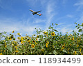 A plane taking off seen from a sunflower field under the summer sky 118934499