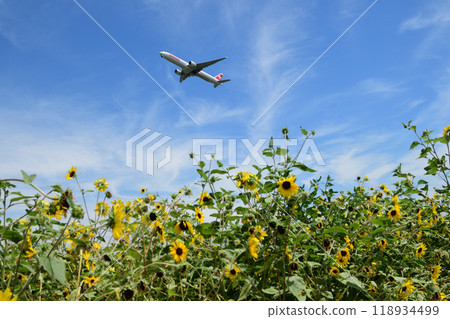 夏日天空下從向日葵田起飛的飛機 118934499
