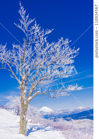 [Shizuoka Prefecture] Mt. Fuji seen from snow-covered Mt. Gendake in Hakone 118934567