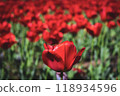 A single red tulip blooming in the park 118934596
