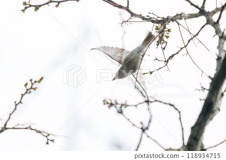 2024年，日本神奈川縣相模原市早人川林道，一隻可愛的小鶲（鶲）在新鮮的綠色植物中飛翔 118934715