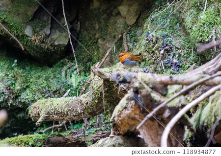 2024 年,日本神奈川縣相模原市早人川林道,一隻可愛的知更鳥(蠅科)在森林中飛來飛去尋找食物。 2024 年,日本神奈川縣相模原市早人川林道,一隻可愛的知更鳥(蠅科)在森林中飛來飛去尋找食物。 118934877