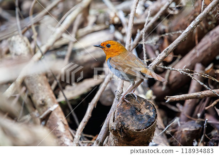 A cute robin (Family: Robinidae) flying around the forest in search of food. Hayatogawa Forest Road, Sagamihara City, Kanagawa Prefecture, Japan, 2024 A cute robin (Family: Robinidae) flying around the forest in search of food. Hayatogawa Forest Road, Sagamihara City, Kanagawa Prefecture, Japan, 2024 118934883