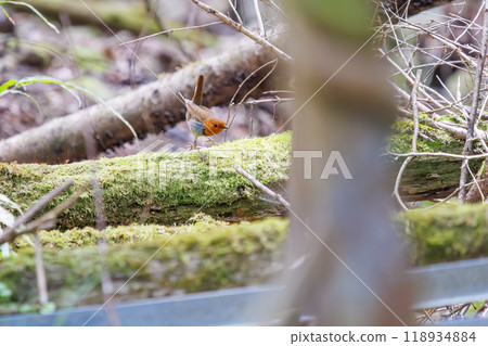 A cute robin (Family: Robinidae) flying around the forest in search of food. Hayatogawa Forest Road, Sagamihara City, Kanagawa Prefecture, Japan, 2024 118934884