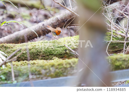 A cute robin (Family: Robinidae) flying around the forest in search of food. Hayatogawa Forest Road, Sagamihara City, Kanagawa Prefecture, Japan, 2024 A cute robin (Family: Robinidae) flying around the forest in search of food. Hayatogawa Forest Road, Sagamihara City, Kanagawa Prefecture, Japan, 2024 118934885