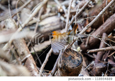 A cute robin (Family: Robinidae) flying around the forest in search of food. Hayatogawa Forest Road, Sagamihara City, Kanagawa Prefecture, Japan, 2024 118934889