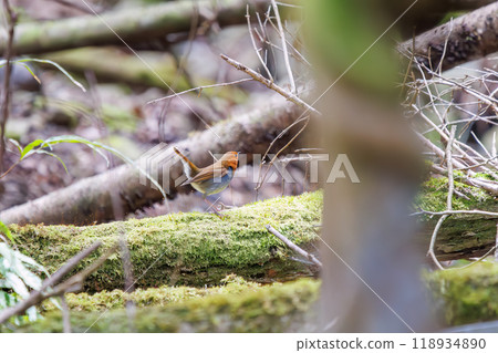 A cute robin (Family: Robinidae) flying around the forest in search of food. Hayatogawa Forest Road, Sagamihara City, Kanagawa Prefecture, Japan, 2024 118934890