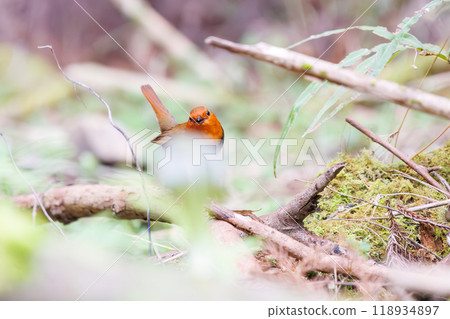 A cute robin (Family: Robinidae) flying around the forest in search of food. Hayatogawa Forest Road, Sagamihara City, Kanagawa Prefecture, Japan, 2024 118934897