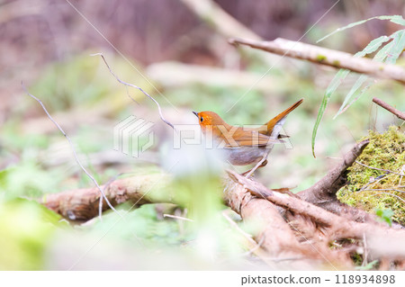 A cute robin (Family: Robinidae) flying around the forest in search of food. Hayatogawa Forest Road, Sagamihara City, Kanagawa Prefecture, Japan, 2024 118934898