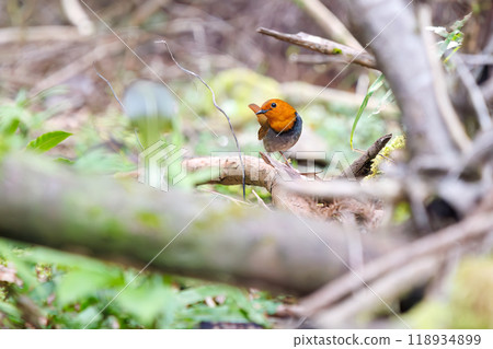A cute robin (Family: Robinidae) flying around the forest in search of food. Hayatogawa Forest Road, Sagamihara City, Kanagawa Prefecture, Japan, 2024 A cute robin (Family: Robinidae) flying around the forest in search of food. Hayatogawa Forest Road, Sagamihara City, Kanagawa Prefecture, Japan, 2024 118934899