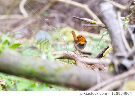 A cute robin (Family: Robinidae) flying around the forest in search of food. Hayatogawa Forest Road, Sagamihara City, Kanagawa Prefecture, Japan, 2024 118934904