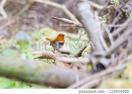 A cute robin (Family: Robinidae) flying around the forest in search of food. Hayatogawa Forest Road, Sagamihara City, Kanagawa Prefecture, Japan, 2024 118934909