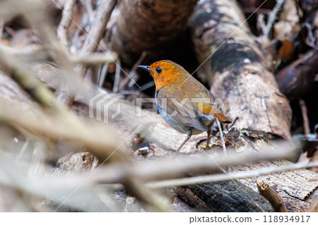 A cute robin (Family: Robinidae) flying around the forest in search of food. Hayatogawa Forest Road, Sagamihara City, Kanagawa Prefecture, Japan, 2024 118934917