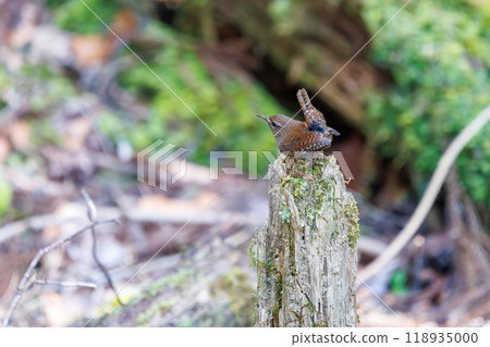 可愛的鷦鷯(鷦鷯科),身體嬌小,瘋狂地大聲鳴叫。 可愛的鷦鷯(鷦鷯科),身體嬌小,瘋狂地大聲鳴叫。 118935000