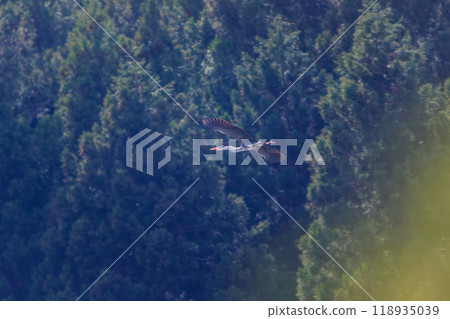 A beautiful grey heron (Ardeidae) in flight, Hayatogawa Forest Road, Sagamihara City, Kanagawa Prefecture, Japan, 2024 118935039