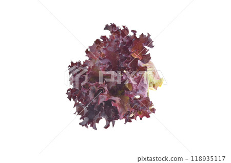 Red oak lettuce on white background. Red oak lettuce on white background. 118935117