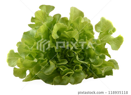 Green oak lettuce on white background Green oak lettuce on white background 118935118