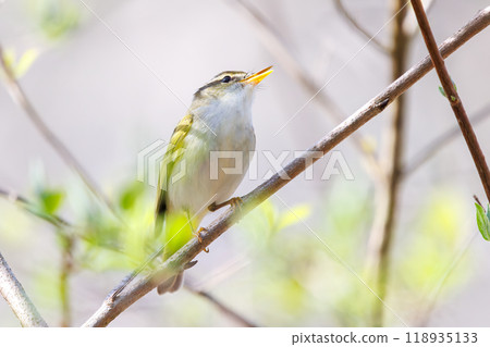 A cute singing Japanese bush warbler (Family: Muscicapidae) on Hayatogawa Forest Road, Sagamihara City, Kanagawa Prefecture, Japan, 2024 A cute singing Japanese bush warbler (Family: Muscicapidae) on Hayatogawa Forest Road, Sagamihara City, Kanagawa Prefecture, Japan, 2024 118935133