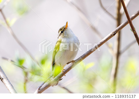 A cute singing Japanese bush warbler (Family: Muscicapidae) on Hayatogawa Forest Road, Sagamihara City, Kanagawa Prefecture, Japan, 2024 118935137