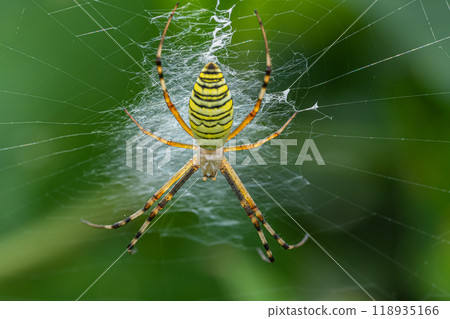 Argiope spider Argiope spider 118935166
