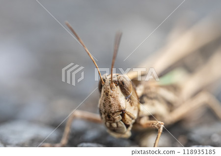 Spotted grasshopper (small grasshopper) brown type Spotted grasshopper (small grasshopper) brown type 118935185