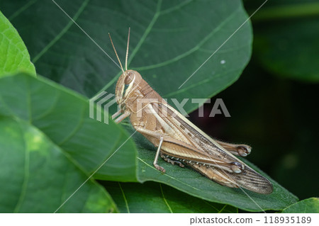 巴坦加粳稻 118935189