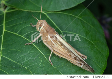 巴坦加粳稻 巴坦加粳稻 118935190