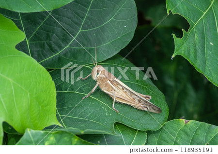 巴坦加粳稻 118935191