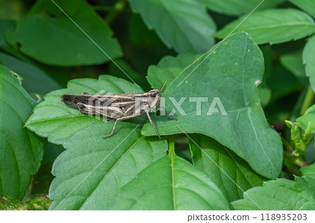 Spotted grasshopper (small grasshopper) brown type Spotted grasshopper (small grasshopper) brown type 118935203