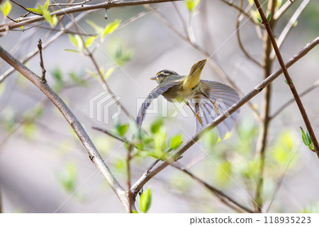 A cute Japanese bush warbler (Family: Parulidae) in flight on Hayatogawa Forest Road, Sagamihara City, Kanagawa Prefecture, Japan, 2024 A cute Japanese bush warbler (Family: Parulidae) in flight on Hayatogawa Forest Road, Sagamihara City, Kanagawa Prefecture, Japan, 2024 118935223