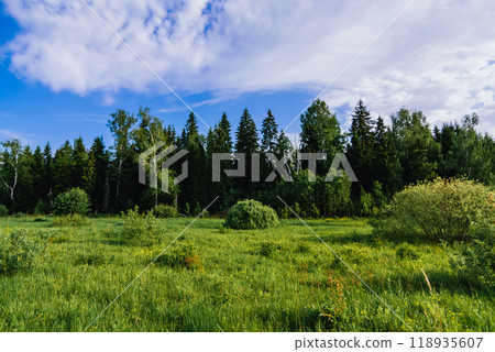 natural landscape with a forest of birches and fir trees and a green meadow on a summer day 118935607