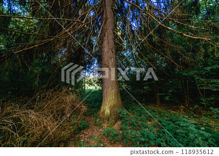 summer natural landscape in the forest with fir trees summer natural landscape in the forest with fir trees 118935612