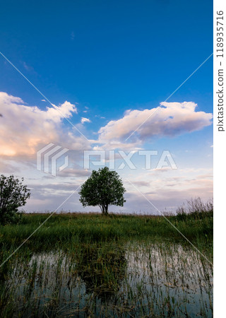 summer morning landscape with a lonely tree in a field with green grass at dawn and a pond summer morning landscape with a lonely tree in a field with green grass at dawn and a pond 118935716