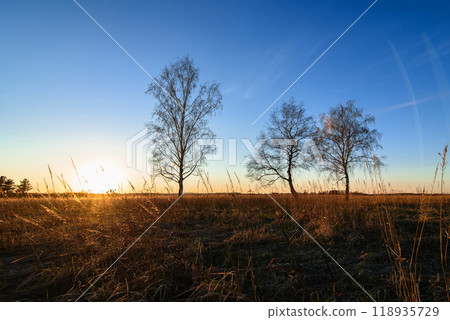 three birches in a Sunny sunset in a field 118935729