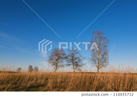 three birches in a field with dry grass in autumn 118935732