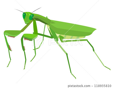 螳螂棲息並看著我 118935810