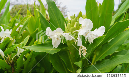 公園裡盛開的薑花 公園裡盛開的薑花 118935835