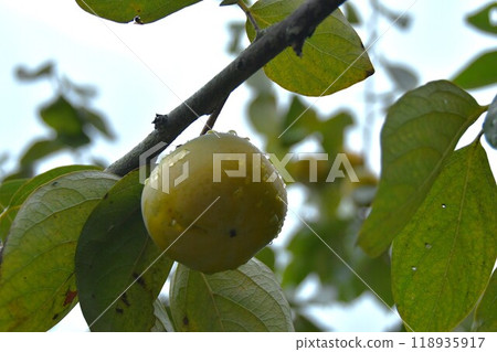 Ise Renjidaiji Temple 118935917