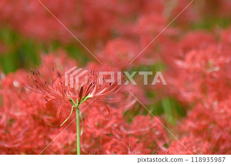 群集孤挺花 118935987