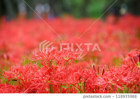 群集孤挺花 118935988