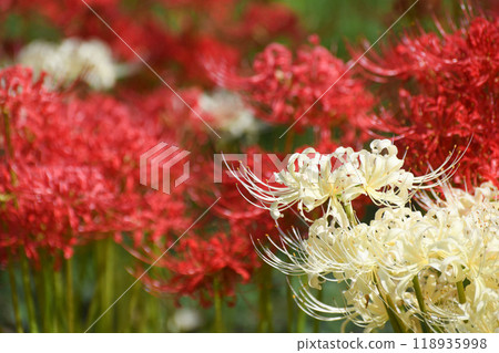 群集孤挺花 118935998