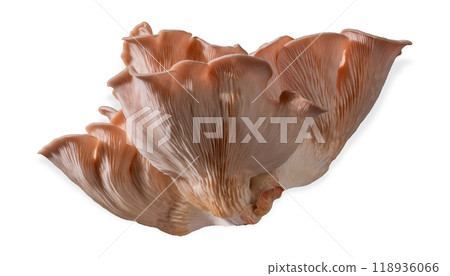 Isolated pink oyster mushroom cut out on white background. Isolated pink oyster mushroom cut out on white background. 118936066