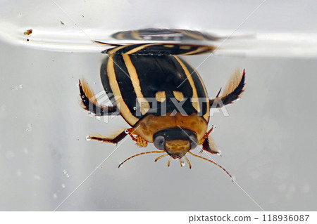 Striped Diving Beetle (Hydaticus bowringii) Striped Diving Beetle (Hydaticus bowringii) 118936087