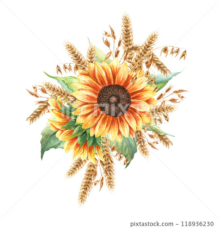 Composition with yellow sunflower blooms, oat branches and ears of wheat, cereal. Hand drawn botanical watercolor illustration isolated on white background. For clip art cards label package Composition with yellow sunflower blooms, oat branches and ears of wheat, cereal. Hand drawn botanical watercolor illustration isolated on white background. For clip art cards label package 118936230
