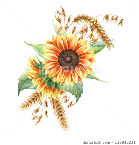 Composition of yellow sunflowers, oat branches and ears of wheat, cereal. Hand drawn botanical watercolor illustration isolated on white background. For clip art cards label package Composition of yellow sunflowers, oat branches and ears of wheat, cereal. Hand drawn botanical watercolor illustration isolated on white background. For clip art cards label package 118936231
