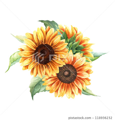 Composition of yellow sunflowers, vibrant large annual forb plant. Hand drawn botanical watercolor illustration isolated on white background. For clip art cards label package 118936232